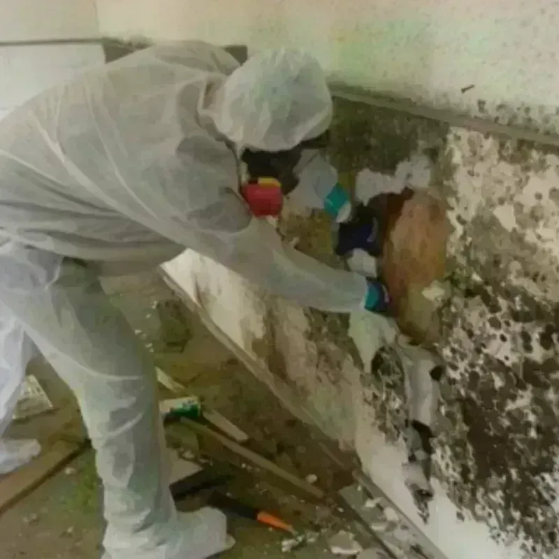 Mold Remediation and Removal in Stansbury park, UT